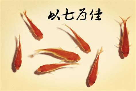 金魚數量 風水|金魚條數看風水：如何選擇最佳金魚數量？【金魚條數看風水】 –